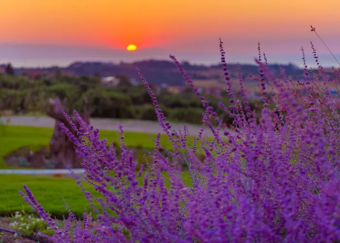 Mint Retreat (adults Only) *